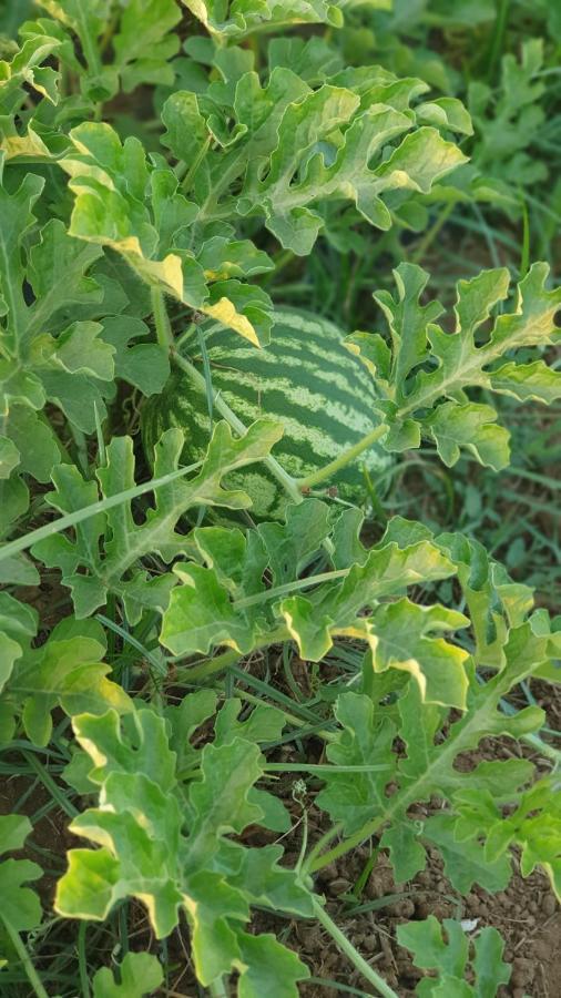 Azienda Agricola I Peperoncini アルゲーロ エクステリア 写真