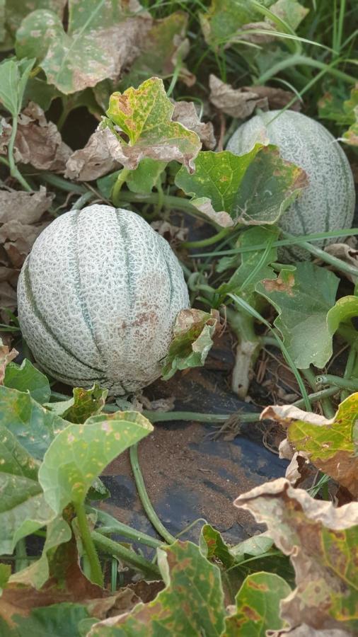Azienda Agricola I Peperoncini アルゲーロ エクステリア 写真